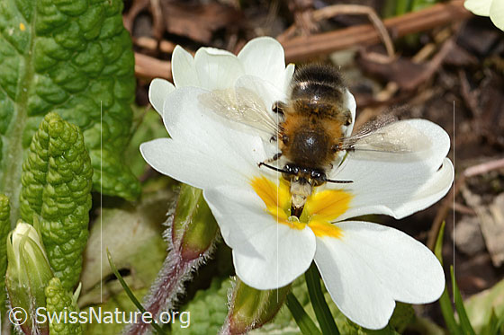 Foto: Frühlings-Pelzbiene (Anthophora plumipes) an Stängellose Schlüsselblume (Primula acaulis). Länge 15mm. Männchen. Ansicht von vorne.