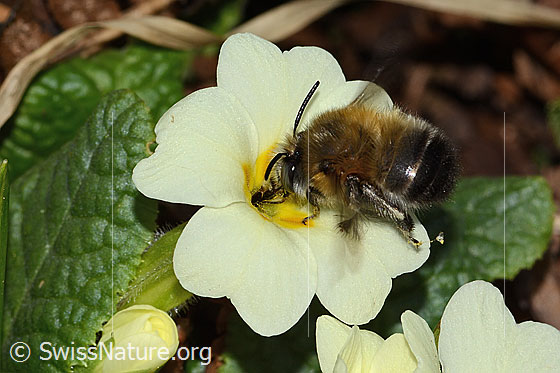 Photo: Anthophora plumipes on Primula acaulis. Length 15mm. Male. View from the side above.