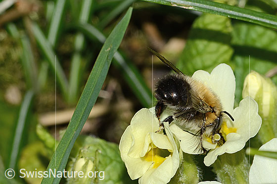 Foto: Frühlings-Pelzbiene (Anthophora plumipes) an Stängellose Schlüsselblume (Primula acaulis). Länge 15mm. Männchen. Ansicht von seitlich hinten.