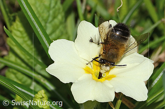 Foto: Frühlings-Pelzbiene (Anthophora plumipes) an Stängellose Schlüsselblume (Primula acaulis). Länge 15mm. Männchen. Ansicht von oben.