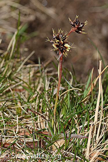 Photo: Probably Luzula campestris. Whole plant. Height: 5cm.