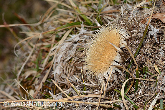 Foto: Silberdistel (Carlina acaulis ssp. caulescens). Ansicht von der Seite.
