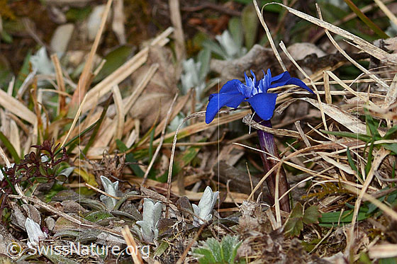 Photo: Gentiana verna. Whole plant (habit).