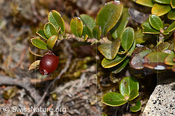 Photo: Vaccinium vitis-idaea. Frucht and leaves.
