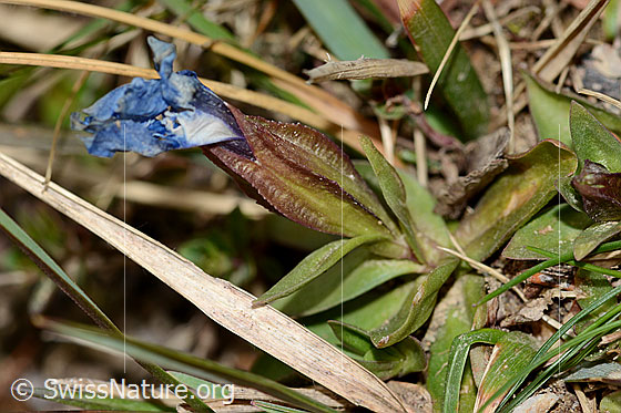 Photo: Gentiana verna. Whole plant (habit). Height = 3cm. It may well be a specimen that flowered in late autumn and spent the winter under a blanket of snow.