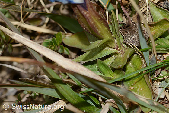 Photo: Gentiana verna. Stem and leaves.