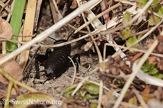 Photo: Gryllus campestris. View from behind.