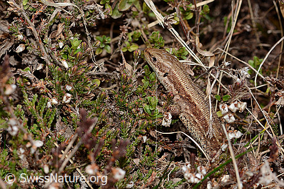Foto: Waldeidechse (Zootoca vivipara). Ansicht von seitlich oben.