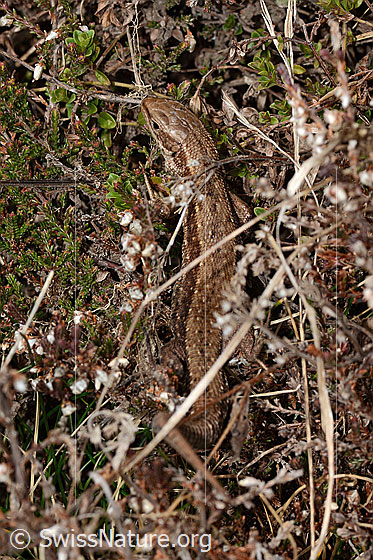 Foto: Waldeidechse (Zootoca vivipara). Ansicht von oben.