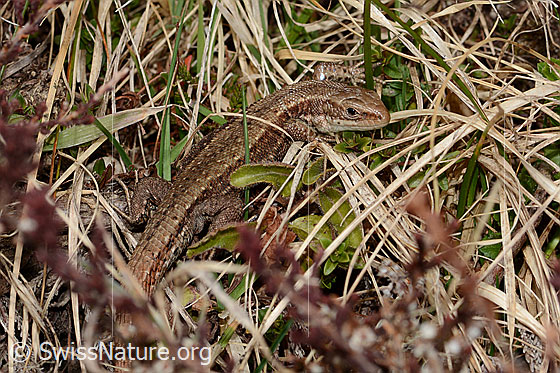 Waldeidechse (Zootoca vivipara)