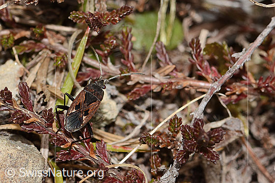 Foto: Rhyparochromus pini (Wanze). Ansicht von hinten oben.