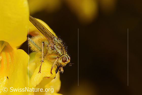 Photo: Probably Scathophaga stercoraria on Forsythia. View from side front.