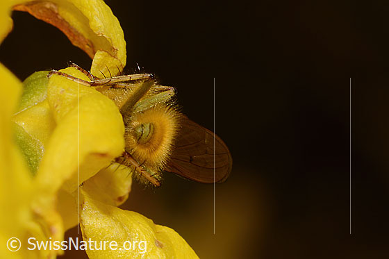 Photo: Probably Scathophaga stercoraria on Forsythia. View from behind.