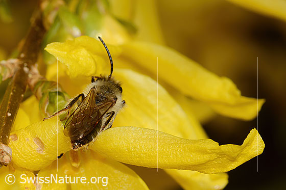 Photo: Andrena praecox on Forsythia. Length 8mm. Male. View from behind top.