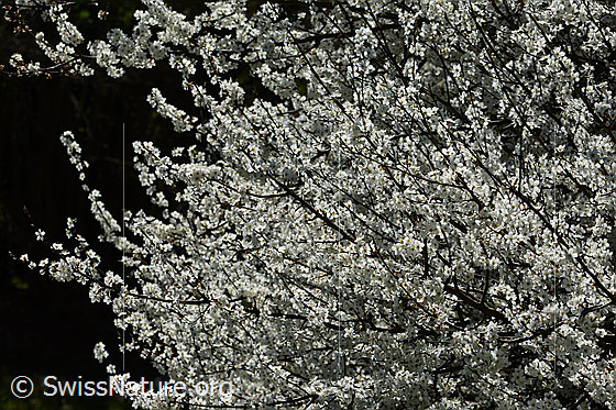Photo: Prunus spinosa in full bloom.