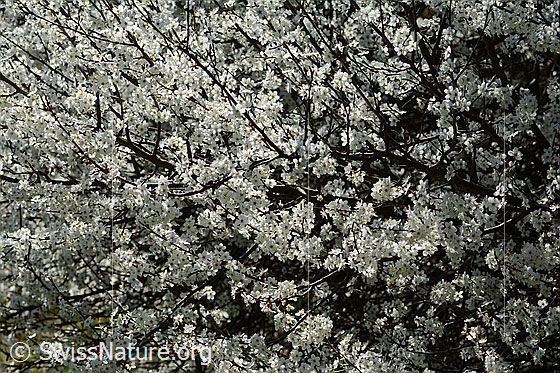 Foto: Schwarzdorn (Prunus spinosa) in voller Blust.