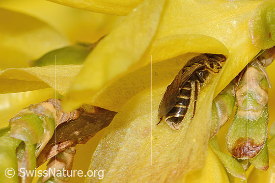 Foto: Gewöhnliche Schmalbiene (Lasioglossum calceatum) an Forsythie (Forsythia). Länge 8mm. Weibchen. Ansicht von hinten.
