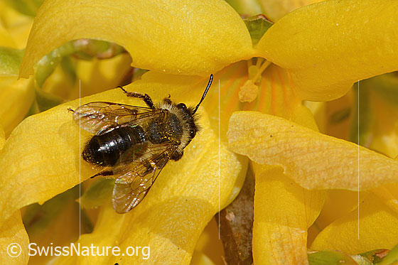 Foto: Glänzende Düstersandbiene (Andrena nitida) an Forsythie (Forsythia). Länge 11 - 15mm. Weibchen. Wird auch Weissflaum-Sandbiene genannt. Ansicht von hinten oben.