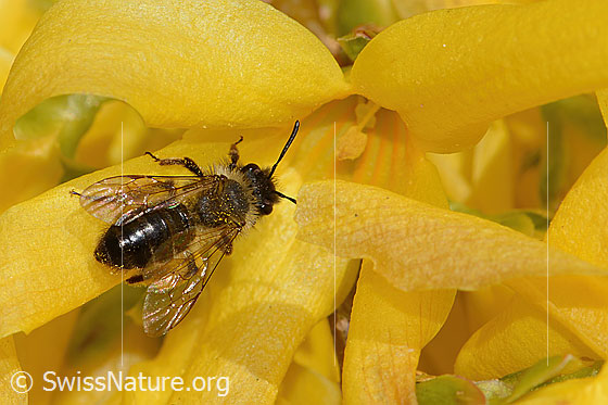 Glänzende Düstersandbiene (Andrena nitida) an Forsythie (Forsythia)