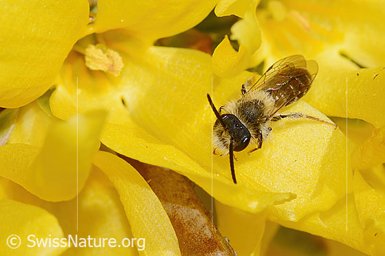 Photo: Andrena praecox on Forsythia. Length 8mm. Male. View from top front.
