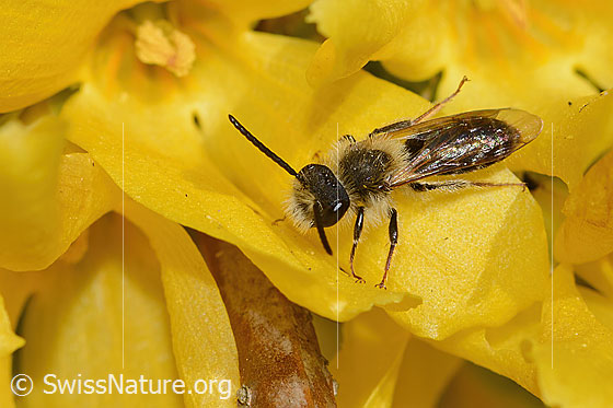 Photo: Andrena praecox on Forsythia. Length 8mm. Male. View from the side above.