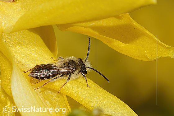 Photo: Andrena praecox on Forsythia. Length 8mm. Male. View from side back.