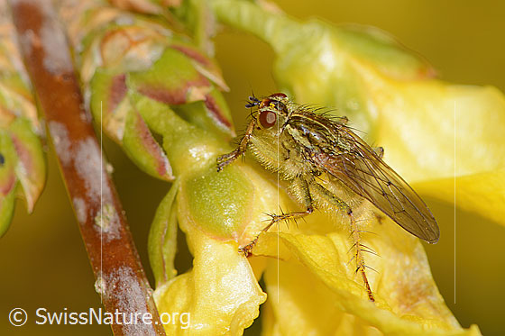 Photo: Probably Scathophaga stercoraria on Forsythia. View from the side above.