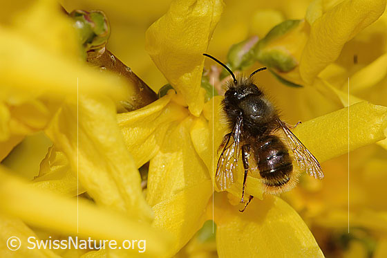 Photo: Osmia cornuta an Forsythie (Forsythia). Length 13mm. Female. View from above, diagonally from the rear.