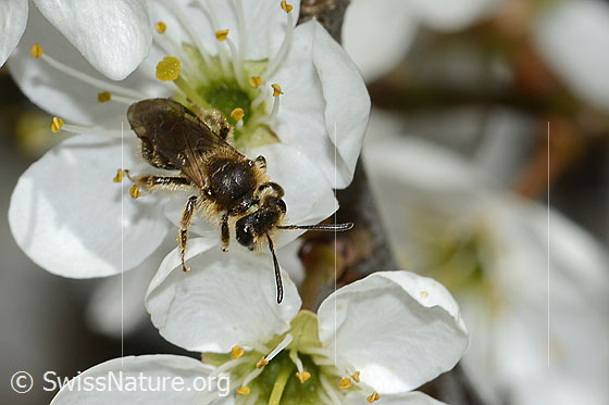 Foto: Rotschopfige Sandbiene (Andrena haemorrhoa) an Schwarzdorn (Prunus spinosa). Länge 9mm. Weibchen. Wird auch Rotfransige Sandbiene und Rotendige Sandbiene genannt. Ansicht von oben.