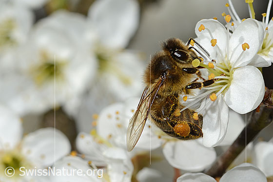 Westliche Honigbiene (Apis mellifera) auf Schwarzdorn (Prunus spinosa)