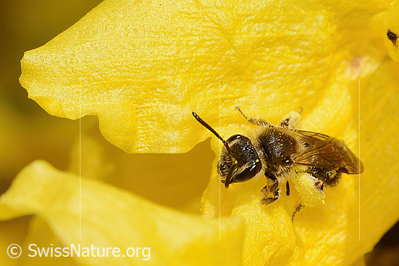 Photo: Andrena praecox on Forsythia. Length 8mm. Female. View from the front top side..
