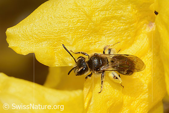 Photo: Andrena praecox on Forsythia. Length 8mm. Female. View from the side above.