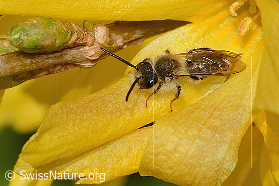 Photo: Andrena praecox on Forsythia. Length 8mm. Male. View from diagonally above.