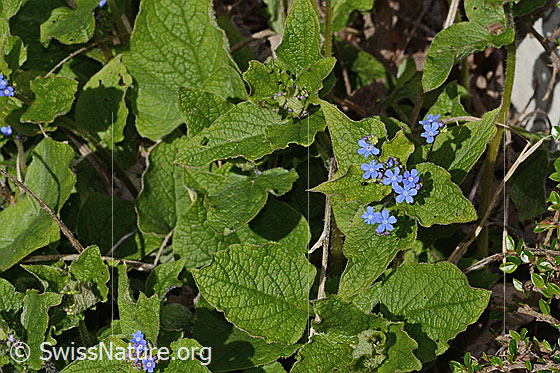 Photo: Brunnera macrophylla. Blossoms and leaves.