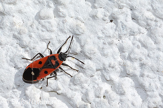 Photo: Melanocoryphus albomaculatus. Length 7 - 9.3mm. View from above.