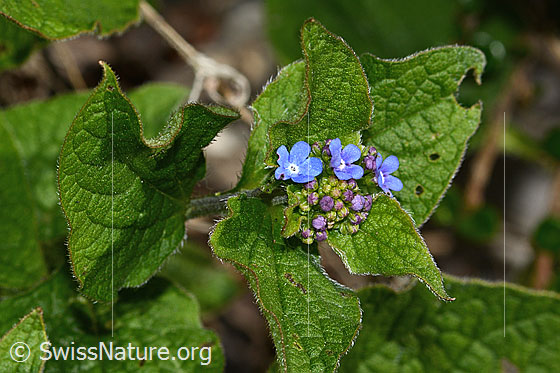 Photo: Brunnera macrophylla. Blossoms.