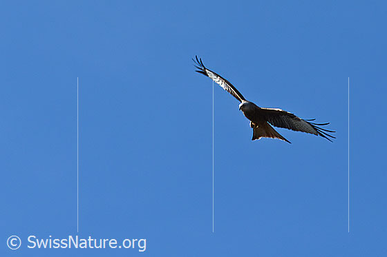 Photo: Milvus milvus in flight. View from front below.