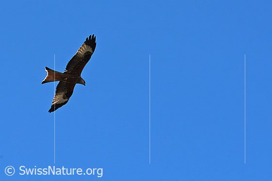 Foto: Rotmilan (Milvus milvus) im Flug. Ansicht von seitlich unten.