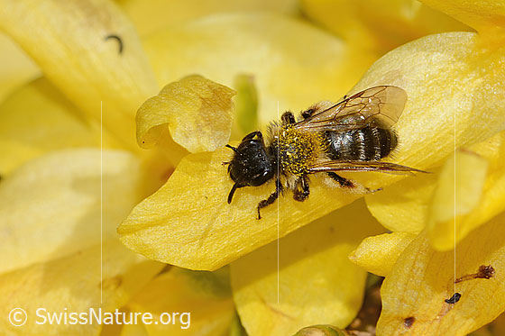 Foto: Zweifarbige Sandbiene (Andrena bicolor) an Forsythie (Forsythia). Länge 9mm. Weibchen. Ansicht von vorne oben.