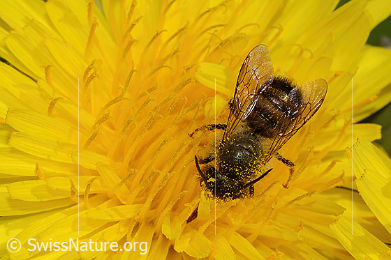 Photo: Osmia cornuta on Taraxacum officinale. Length 12mm. Male. View from above.