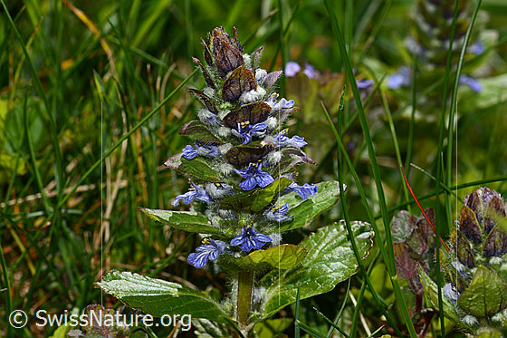Foto: Kriechender Günsel (Ajuga reptans). Ganze Pflanze (Habitus). Ansicht von der Seite.