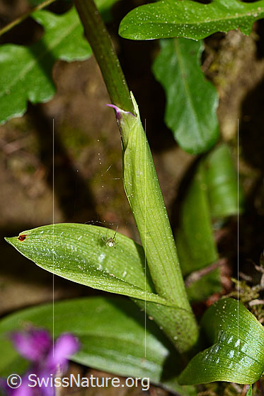 Photo: Orchis mascula. Leaves, bract and stem.