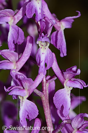 Photo: Orchis mascula. Leaves, bract and stem. Blossoms. View from the front.