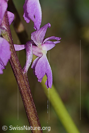 Photo: Orchis mascula. Stem and blossom. View from the side.