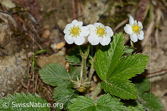 Photo: Fragaria vesca. Whole plant (habit). Height = 6cm.