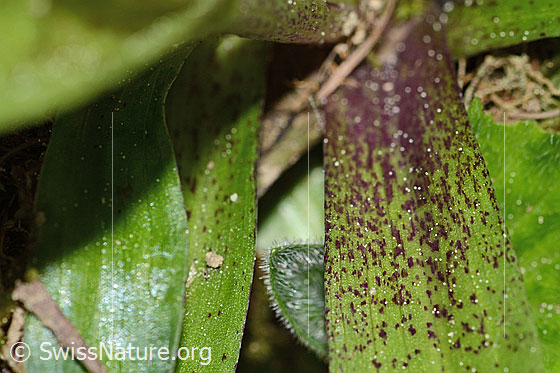 Photo: Orchis mascula. Partially red-coloured perigon leaf.
