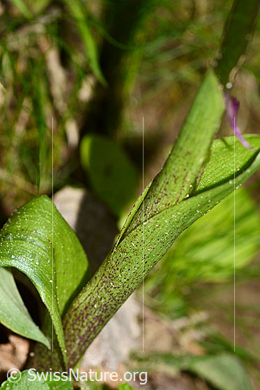 Photo: Orchis mascula. Partially red-coloured bract.