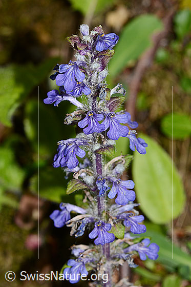 Foto: Kriechender Günsel (Ajuga reptans). Blütenstand.