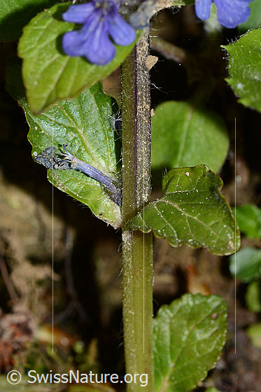 Photo: Ajuga reptans. Stem and stem leaves. The stem has a square cross-section.