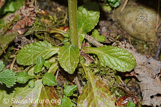 Photo: Ajuga reptans. Basic leaves and stem.